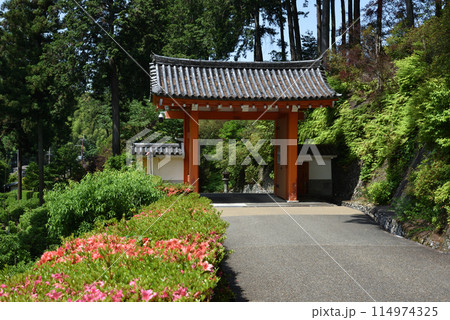 三室戸寺　山門とサツキ 114974325