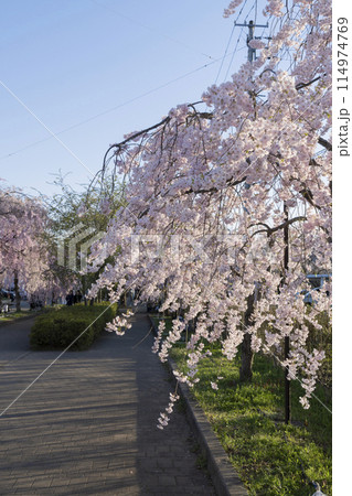 日中線のしだれ桜 日中線のしだれ桜 114974769