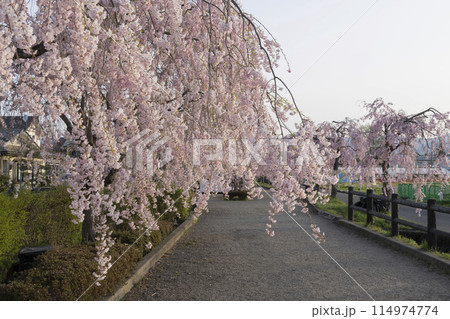 日中線のしだれ桜 114974774