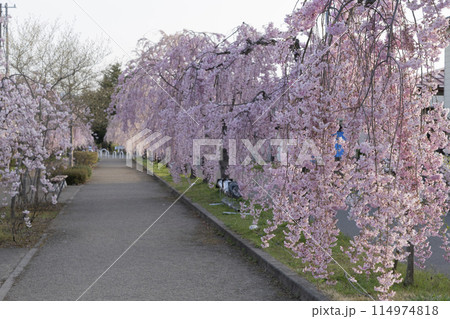 日中線のしだれ桜 日中線のしだれ桜 114974818