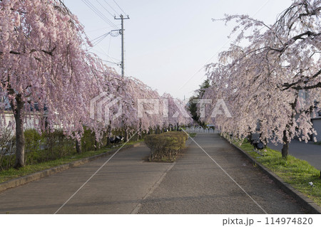 日中線のしだれ桜 日中線のしだれ桜 114974820