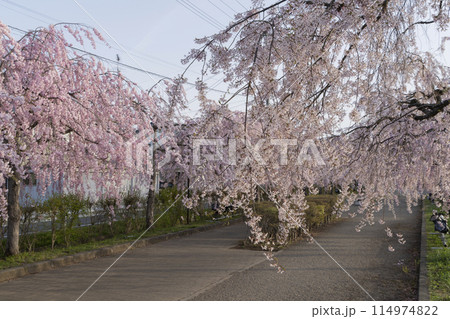 日中線のしだれ桜 日中線のしだれ桜 114974822