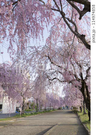 日中線のしだれ桜 114974858
