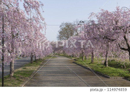 日中線のしだれ桜 日中線のしだれ桜 114974859