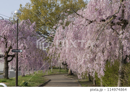 日中線のしだれ桜 日中線のしだれ桜 114974864