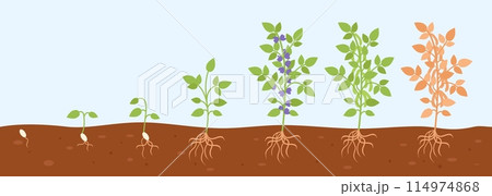 Soybean plant from seed to green bush. Growth step by step process. Growing stages, gardening hobby and raw ingredient, decent vector scene 114974868