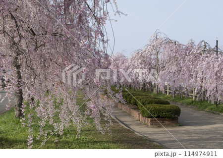 日中線のしだれ桜 日中線のしだれ桜 114974911