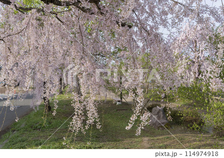日中線のしだれ桜 114974918