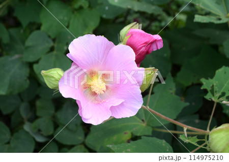 花 114975210