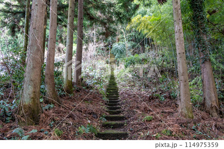 Steps through forest in winter, Kanazawa, Japan. 114975359