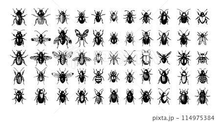 Beetles ink sketch vector set. Bombardier scarabeus goliaf dung rhinoceros may longhorned colorado pollinators insects illustration isolated on white background Beetles ink sketch vector set. Bombardier scarabeus goliaf dung rhinoceros may longhorned colorado pollinators insects illustration isolated on white background 114975384