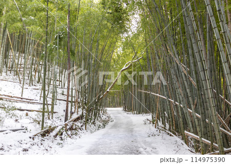 Bamboo forest in winter, Kanazawa, Japan. Bamboo forest in winter, Kanazawa, Japan. 114975390