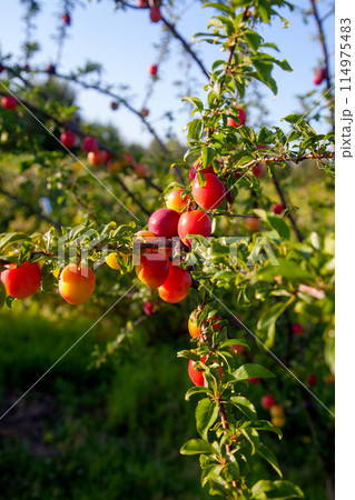 Ripe cherry plum berries in the garden on a tree. Growing cherry plums in a orchard.. Ripe cherry plum berries in the garden on a tree. Growing cherry plums in a orchard.. 114975483