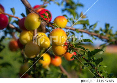 Ripe cherry plum berries in the garden on a tree. Growing cherry plums in a orchard.. Ripe cherry plum berries in the garden on a tree. Growing cherry plums in a orchard.. 114975485