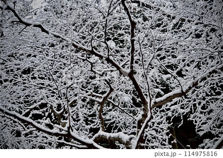 山の中の白黒の世界 山の中の白黒の世界 114975816