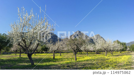 Spring Awakening in the Orchard with Blooming Trees and Mountain Backdrop Spring Awakening in the Orchard with Blooming Trees and Mountain Backdrop 114975862
