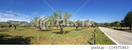 Scenic Panorama of Blossoming Almond Trees by a Country Road with Mountains in the Background 114975863