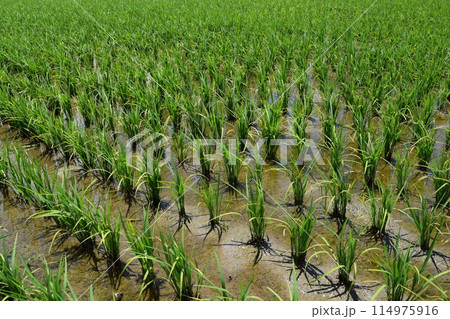 田植え2週間後の水田 114975916