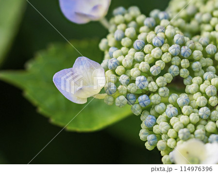 咲き始めたガクアジサイ 咲き始めたガクアジサイ 114976396