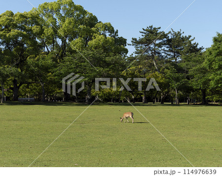 春の奈良公園春日野園地 春の奈良公園春日野園地 114976639