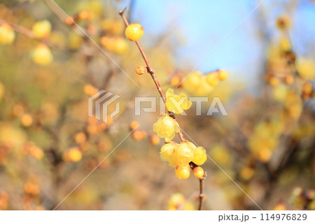 綺麗 ロウバイの花 綺麗 ロウバイの花 114976829