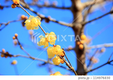 鮮やか　ロウバイの花 114976830
