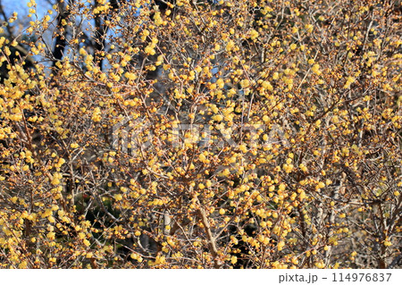 満開　ロウバイの花 114976837