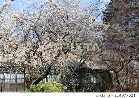 早春の浴恩館 早春の浴恩館 114977021
