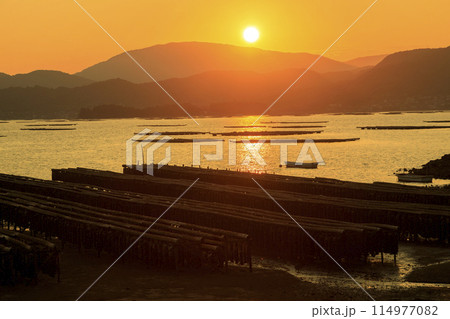 牡蠣棚並ぶ瀬戸内の島陰に沈む夕陽 牡蠣棚並ぶ瀬戸内の島陰に沈む夕陽 114977082