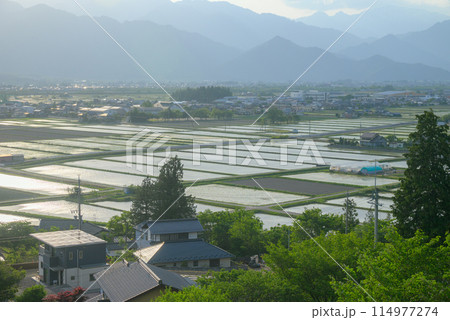 夕陽に輝く水田【北安曇郡池田町】 114977274