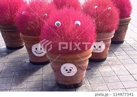 大分農業文化公園のコキア（大分県） 114977341