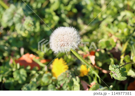 ワタボウシの花 114977381