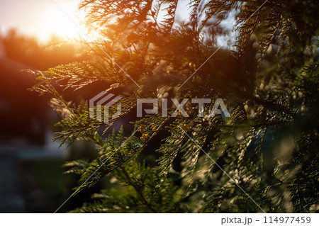 closeup of young green thuja coniferous tree in garden at sunset closeup of young green thuja coniferous tree in garden at sunset 114977459