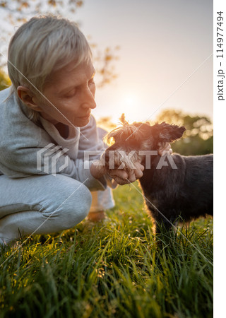 cheerful senior woman person hugging and kissing cute adorable miniature schnauzer dog, love of people and domestic animals 114977494