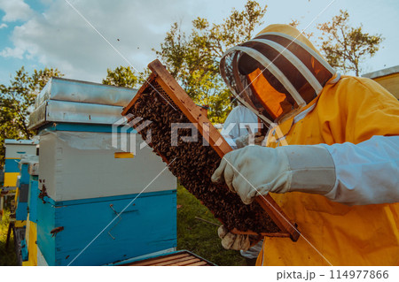 Beekeeper checking honey on the beehive frame in the field. Small business owner on apiary. Natural healthy food produceris working with bees and beehives on the apiary. 114977866