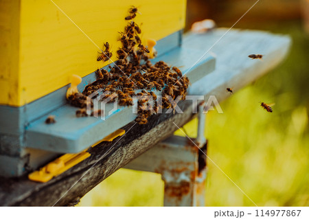 Close up photo of bees hovering around the hive carrying pollen 114977867