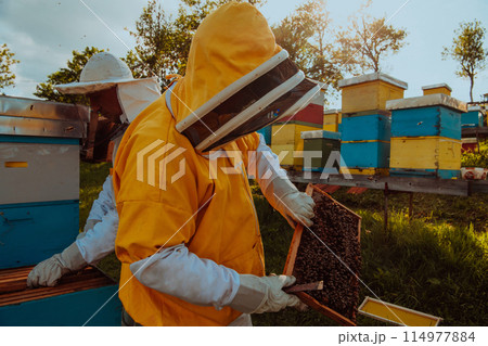 Beekeepers checking honey on the beehive frame in the field. Small business owners on apiary. Natural healthy food produceris working with bees and beehives on the apiary. 114977884