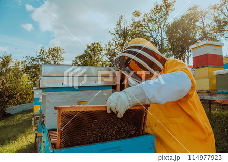 Beekeeper checking honey on the beehive frame in the field. Small business owner on apiary. Natural healthy food produceris working with bees and beehives on the apiary. 114977923
