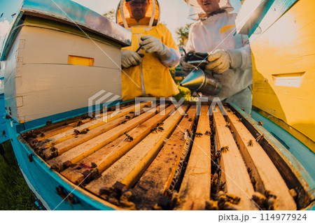 Beekeepers checking honey on the beehive frame in the field. Small business owners on apiary. Natural healthy food produceris working with bees and beehives on the apiary. 114977924
