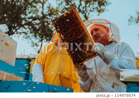 Beekeepers checking honey on the beehive frame in the field. Small business owners on apiary. Natural healthy food produceris working with bees and beehives on the apiary. Beekeepers checking honey on the beehive frame in the field. Small business owners on apiary. Natural healthy food produceris working with bees and beehives on the apiary. 114978074