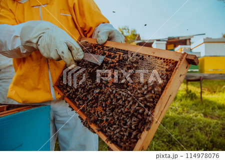 Beekeeper checking honey on the beehive frame in the field. Small business owner on apiary. Natural healthy food produceris working with bees and beehives on the apiary. 114978076