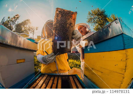 Beekeepers checking honey on the beehive frame in the field. Small business owners on apiary. Natural healthy food produceris working with bees and beehives on the apiary. 114978131