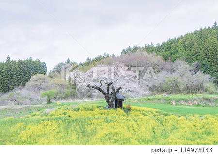 福島　小沢の桜（田村市） 114978133