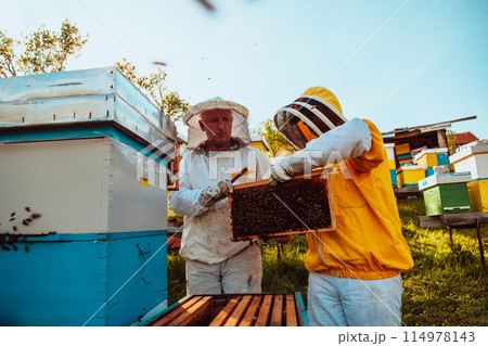 Beekeepers checking honey on the beehive frame in the field. Small business owners on apiary. Natural healthy food produceris working with bees and beehives on the apiary. Beekeepers checking honey on the beehive frame in the field. Small business owners on apiary. Natural healthy food produceris working with bees and beehives on the apiary. 114978143