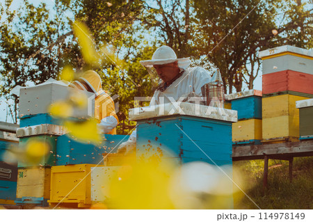 Beekeepers checking honey on the beehive frame in the field. Small business owners on apiary. Natural healthy food produceris working with bees and beehives on the apiary. Beekeepers checking honey on the beehive frame in the field. Small business owners on apiary. Natural healthy food produceris working with bees and beehives on the apiary. 114978149