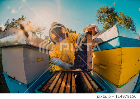 Beekeepers checking honey on the beehive frame in the field. Small business owners on apiary. Natural healthy food produceris working with bees and beehives on the apiary. Beekeepers checking honey on the beehive frame in the field. Small business owners on apiary. Natural healthy food produceris working with bees and beehives on the apiary. 114978156