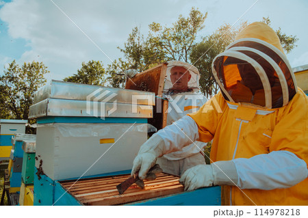 Beekeepers checking honey on the beehive frame in the field. Small business owners on apiary. Natural healthy food produceris working with bees and beehives on the apiary. Beekeepers checking honey on the beehive frame in the field. Small business owners on apiary. Natural healthy food produceris working with bees and beehives on the apiary. 114978218