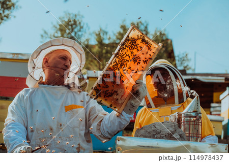 Beekeepers checking honey on the beehive frame in the field. Small business owners on apiary. Natural healthy food produceris working with bees and beehives on the apiary. 114978437