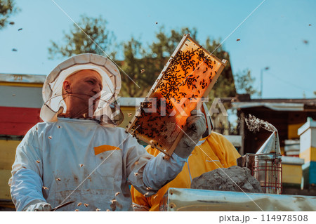 Beekeepers checking honey on the beehive frame in the field. Small business owners on apiary. Natural healthy food produceris working with bees and beehives on the apiary. 114978508