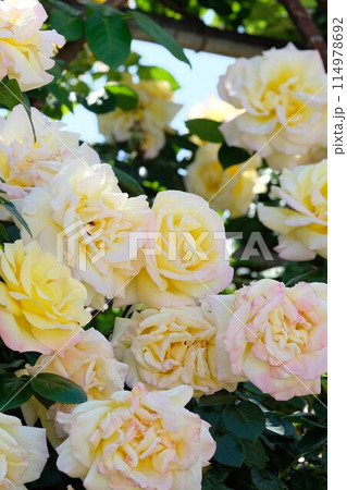 満開のバラ　「つる ピース」 114978692